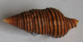 /products/turrilatirus-turritus-gmelin-17911/